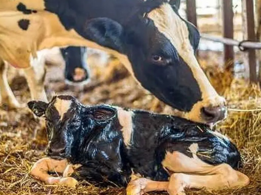 గర్భకోశ వ్యాధి నివారణకు చికిత్స