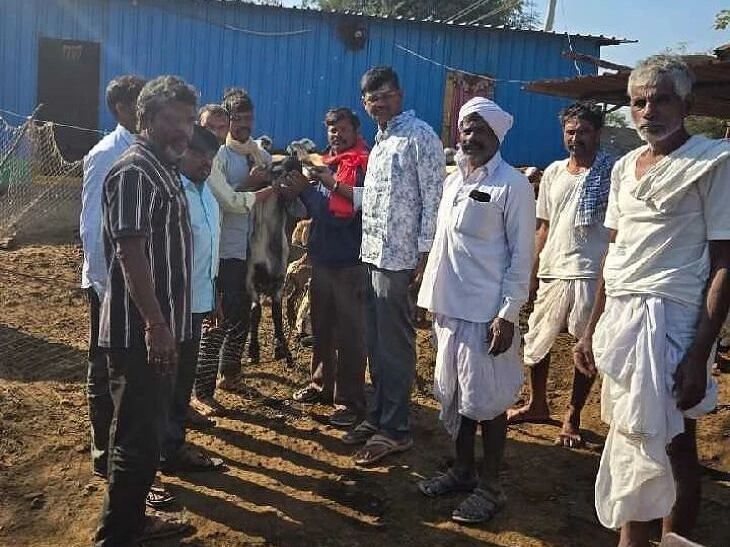 పశువులకు నట్టల నివారణ మందులు పంపిణీ..!