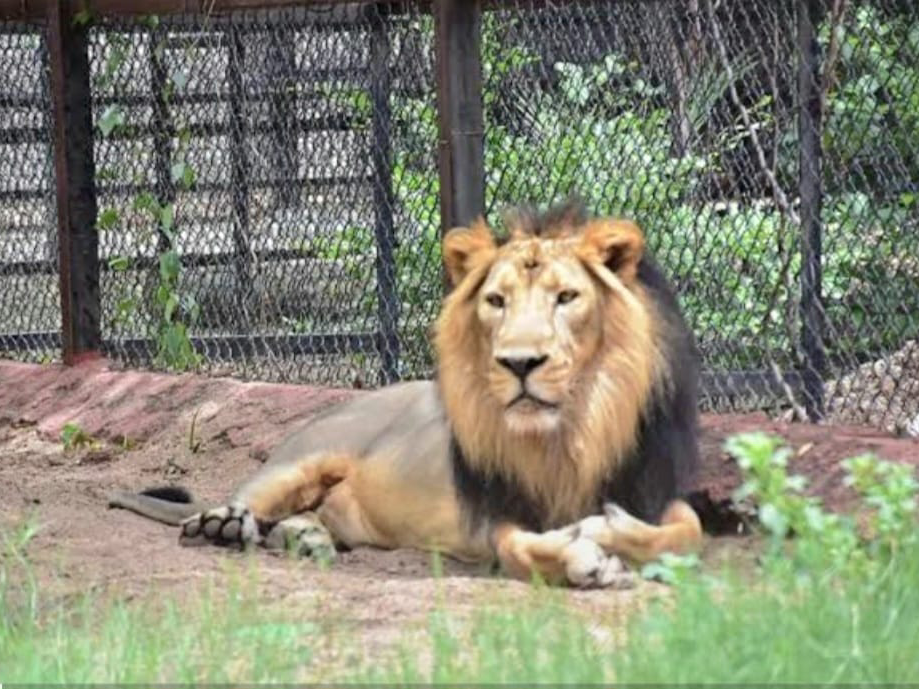విశాఖ జూలో వృద్ధ సింహం మృతి