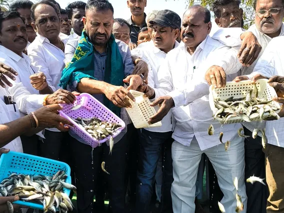 ఎమ్మెల్యే చేతుల మీదుగా చేప పిల్లల విడుదల