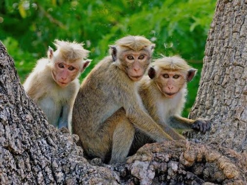 ‘గ్రామాల్లో కోతుల వీరంగం.. భయాందోళనలో ప్రజలు’