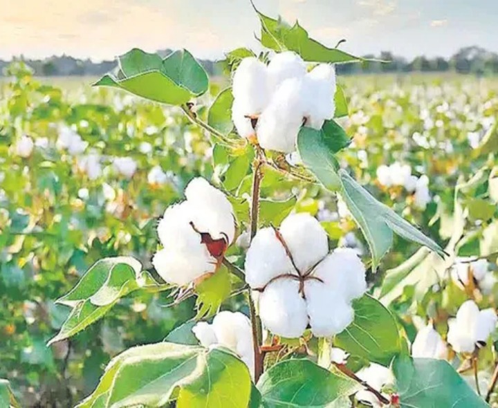 జిల్లాలో నేటి పత్తి ధర వివరాలివే