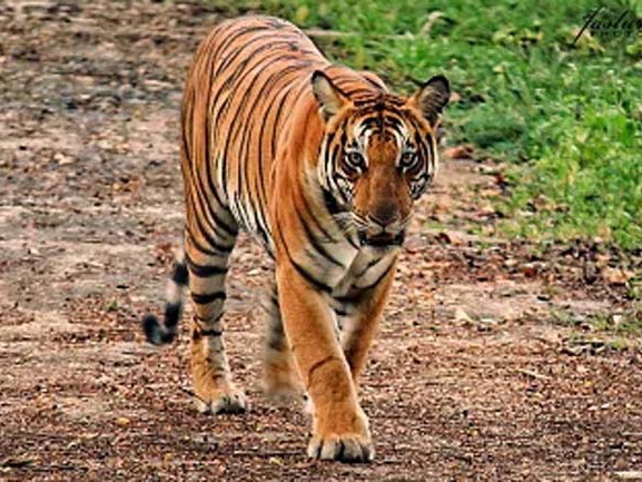 నల్లమల ఫారెస్టులో తారసపడిన పెద్దపులి