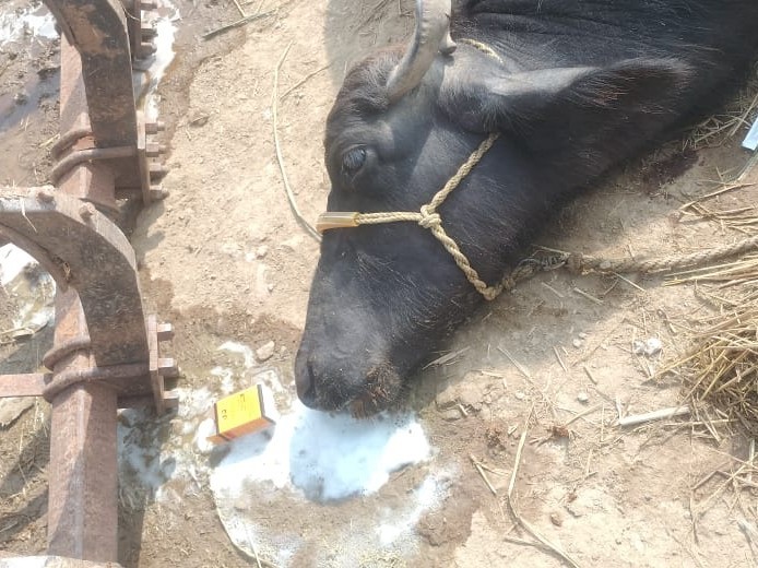 విష గుళికలు తినిపించడం వల్ల నాలుగు గేదేలు మృతి