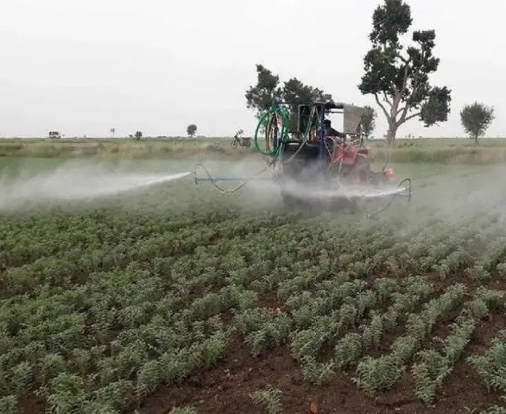 శనగలో తెగుళ్ల నివారణకు మందుల పిచికారీ