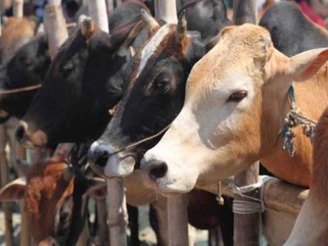 పశువుల అక్రమ రవాణాకు అడ్డుకట్ట పడేనా?