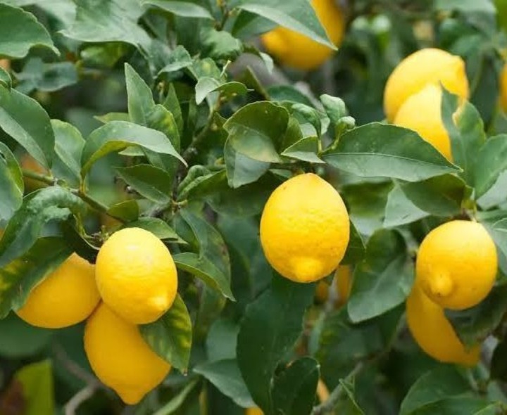 గూడూరులో స్వల్పంగా పెరిగిన నిమ్మ ధరలు