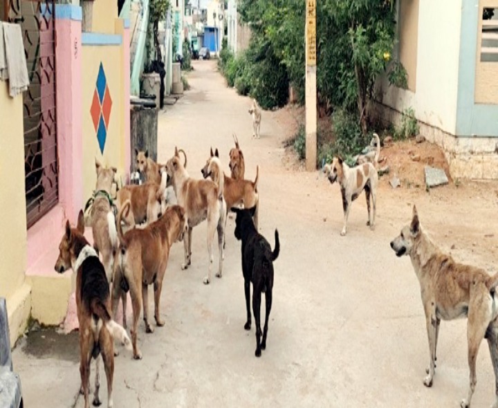 నస్పూర్ మండలంలో కుక్కల బెడద