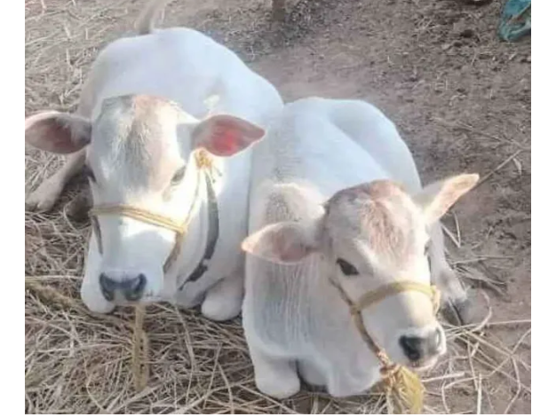 ఒకే కాన్పులో రెండు ఆడ దూడలు జననం