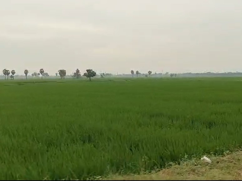 ఓ వైపు చలి.. మరో వైపు ఆహ్లాదకరమైన వాతావరణం