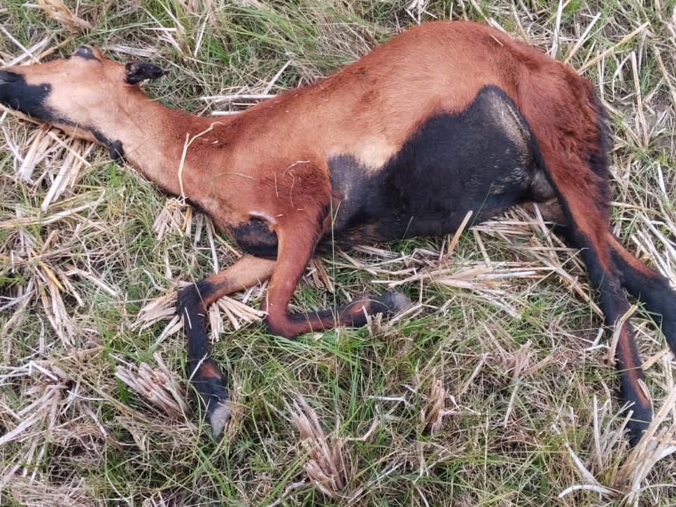 విద్యుత్ తీగలు తగిలి రెండు గొర్రెలు మృత్యువాత