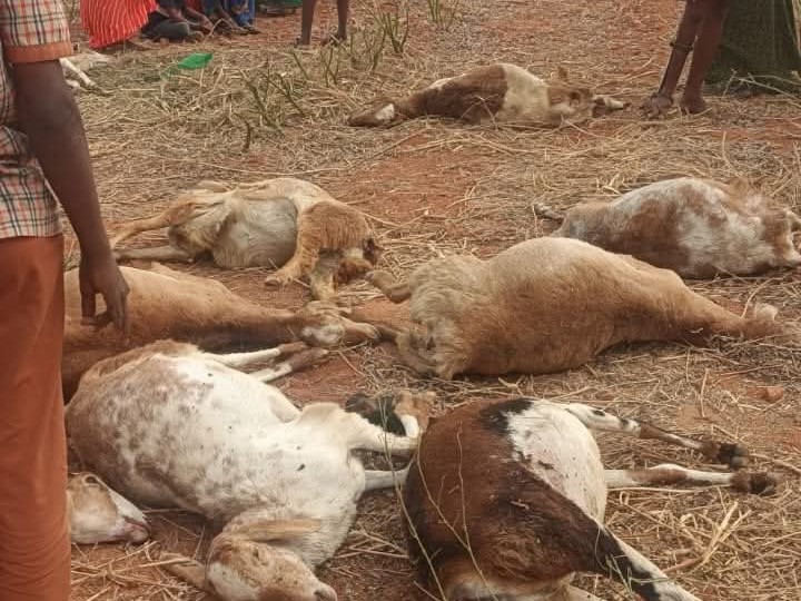 మందు నీళ్లు తాగి 70 గొర్రెల మృతి