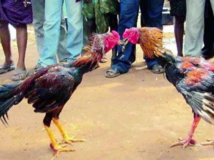 ఉమ్మడి జిల్లాలో కోడిపందాల మామూళ్ల ఆరోపణలు