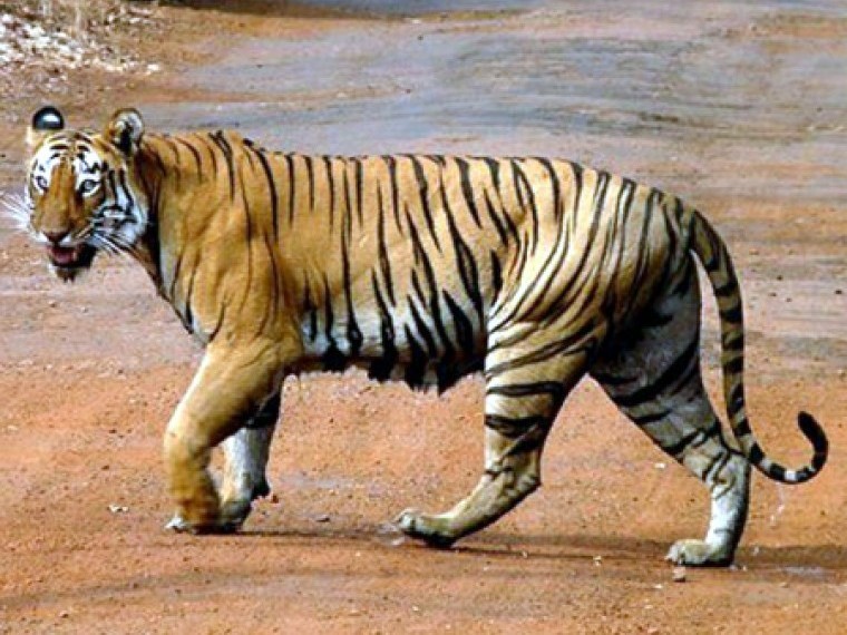 మూలపల్లెలో చిరుత గాండ్రింపు