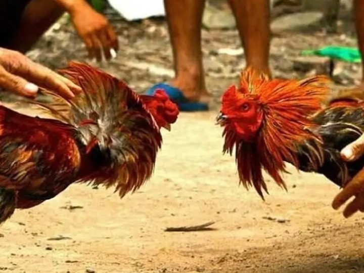 కోడి పందెం రాయుళ్ల బైండోవర్