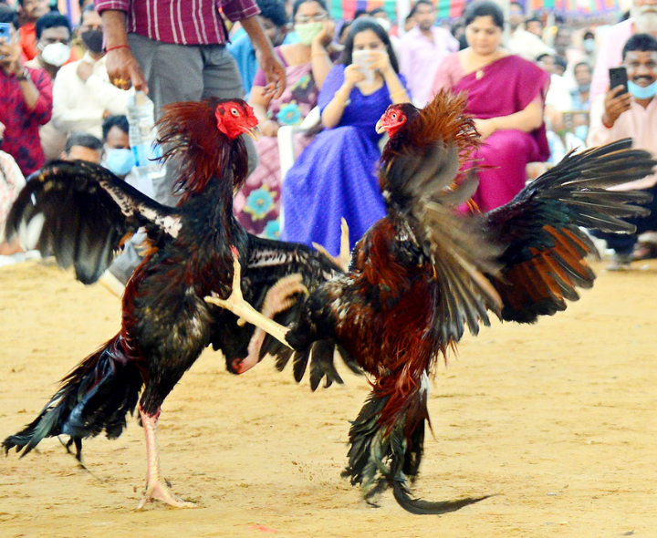 సంక్రాంతి కోడిపందాలపై హైకోర్ట్ కీలక ఆదేశాలు