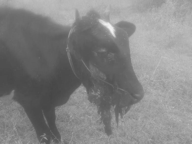 నల్ల మందు తిని ఆవుకు తీవ్రగాయాలు