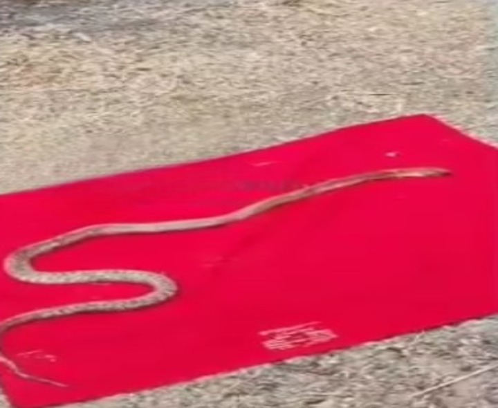 వీరవాసరంలో వింత ఘటన.. పాముకు అంత్యక్రియలు