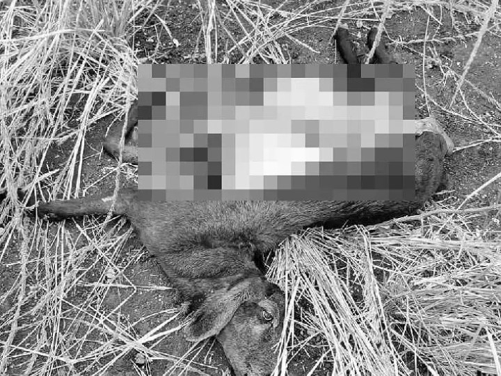 కుక్కల దాడిలో మూడు గొర్రెలు మృతి