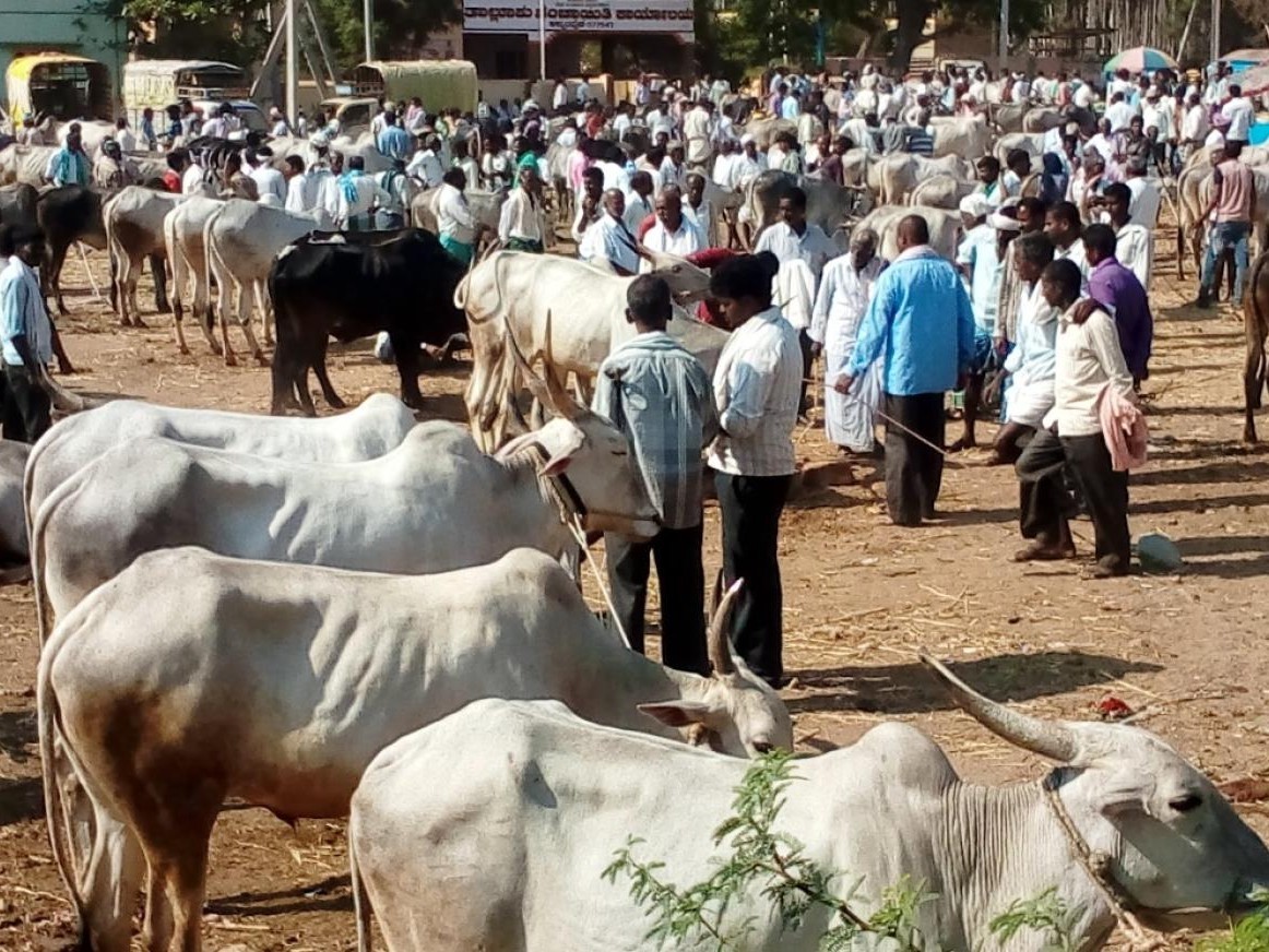పశువుల సంతతో రూ. 3.95 లక్షల ఆదాయం