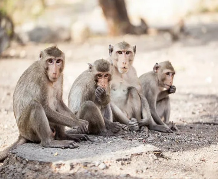 ఆసిఫాబాద్‌లో కోతుల బెడద