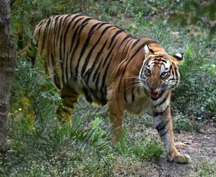 పులి దాడి.. లేగదూడ మృతి