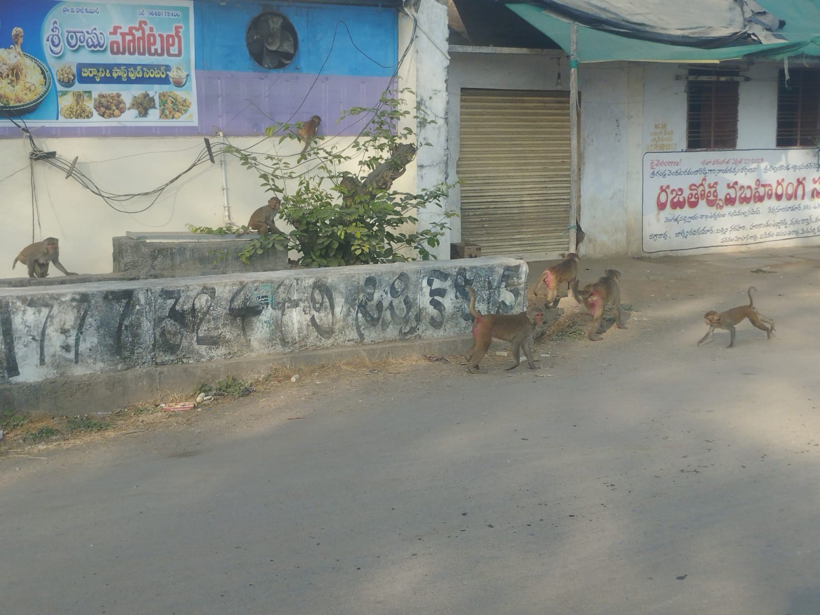 ‘వెంటనే కోతుల బెడదను నివారించాలి’