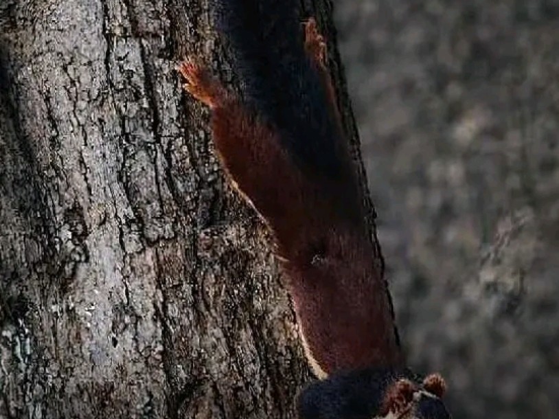 జిల్లాలో అరుదైనా ఉడుత