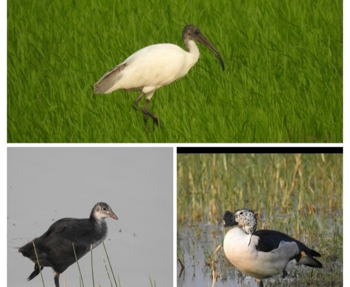 పెద్ద చెరువు ప్రాంతంలో పక్షుల సందడి