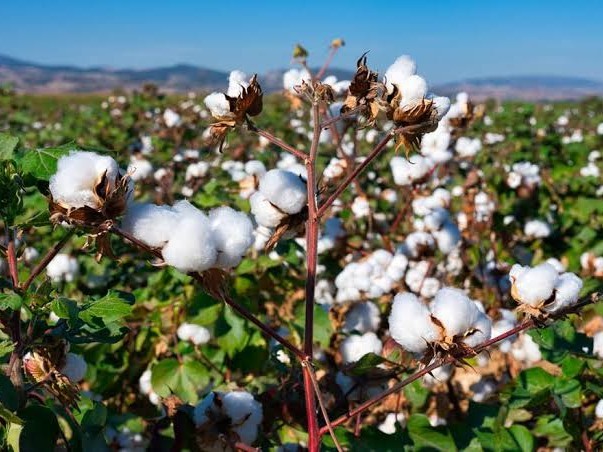 నేటి పత్తి ధర వివరాలు..!