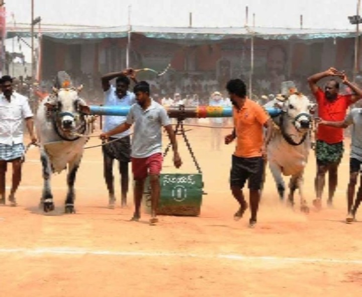 కోటూరులో రాష్ట్ర స్థాయి పూటీ లాగుడు  పోటీలు