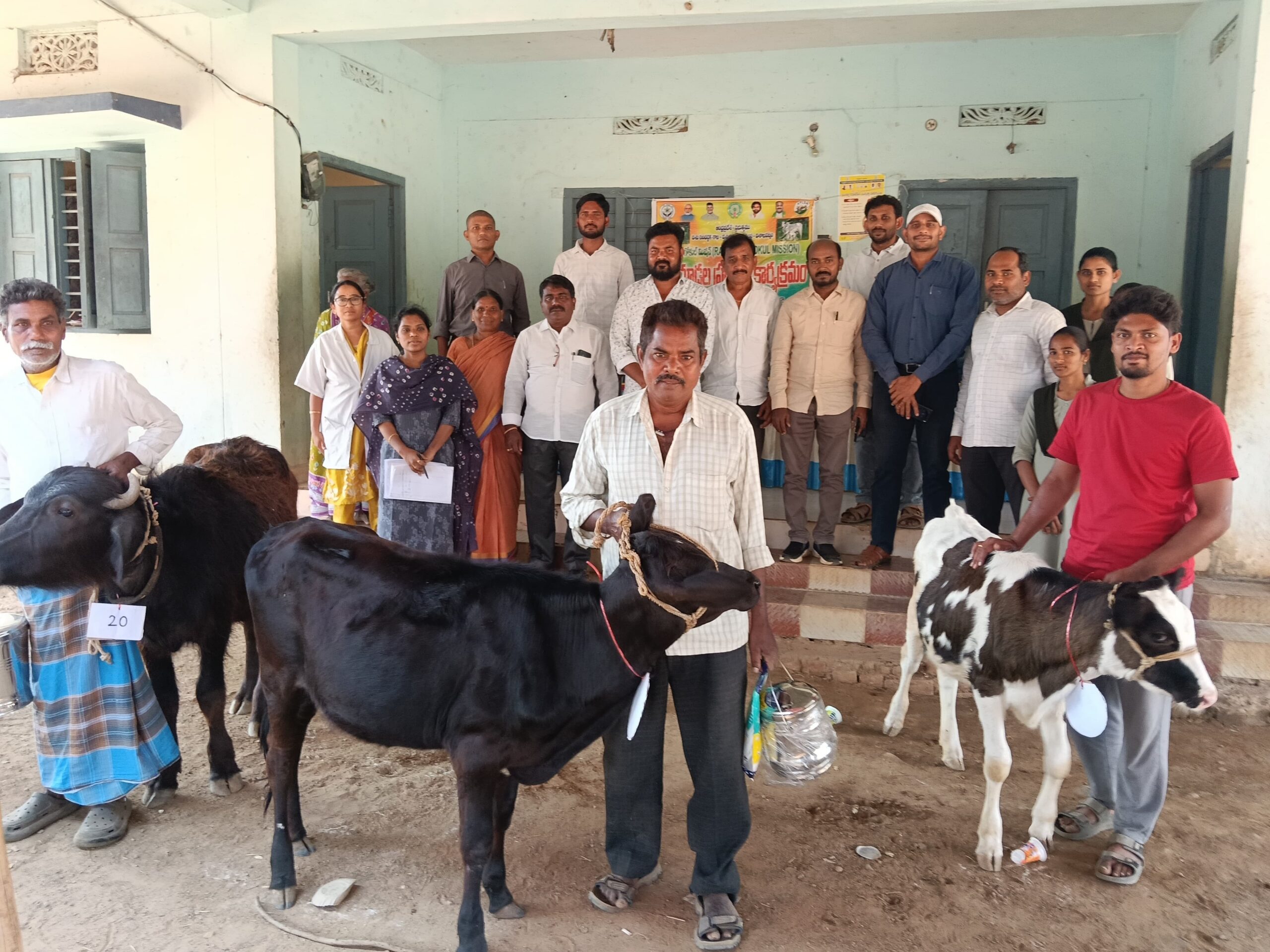 నర్సీపట్నంలో లేగ దూడల ప్రదర్శన