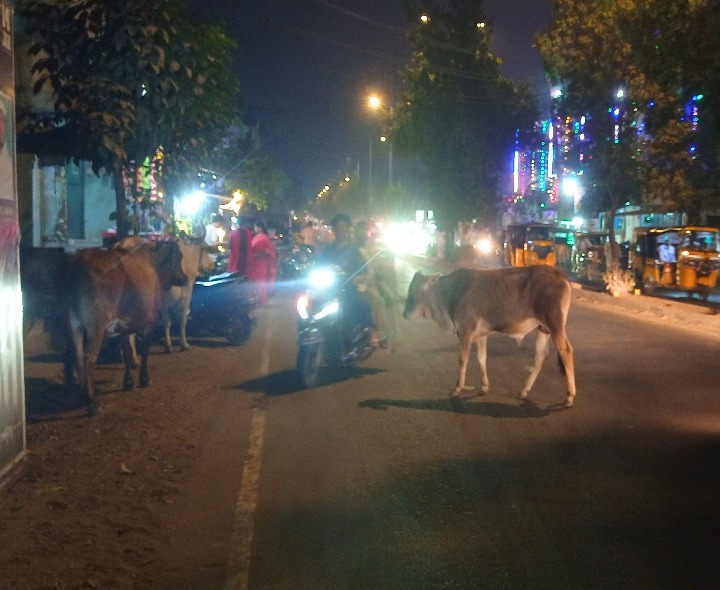 కొంతమూరులో నడిరోడ్డుపై మూగజీవుల సంచారం