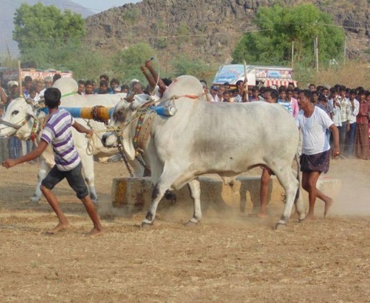 ఈనెల 21న రాష్ట్రస్థాయి రాతి దూలం లాగుడు పోటీలు