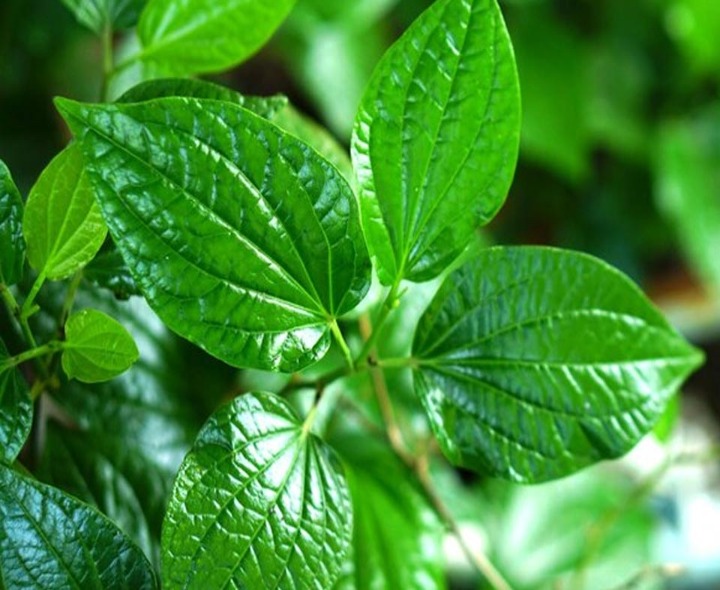 తమలపాకులతో ప్రయోజనాలు తెలుసా..?