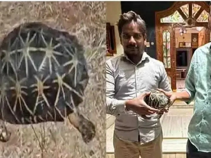 NGKL: అరుదైన ‘నక్షత్రపు తాబేలును చూశారా..!