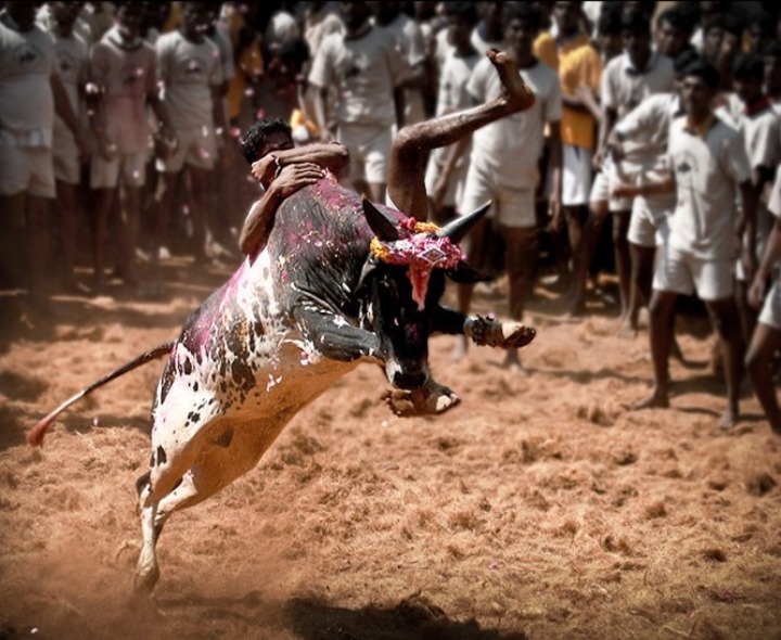 రేపు ద్వారకానగర్‌లో  జల్లీ కట్టు