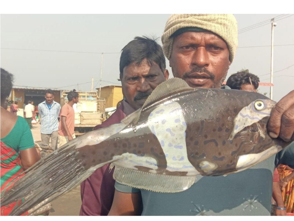 జాలర్‌కి చిక్కిన అరుదైన రబ్బర ఫిష్