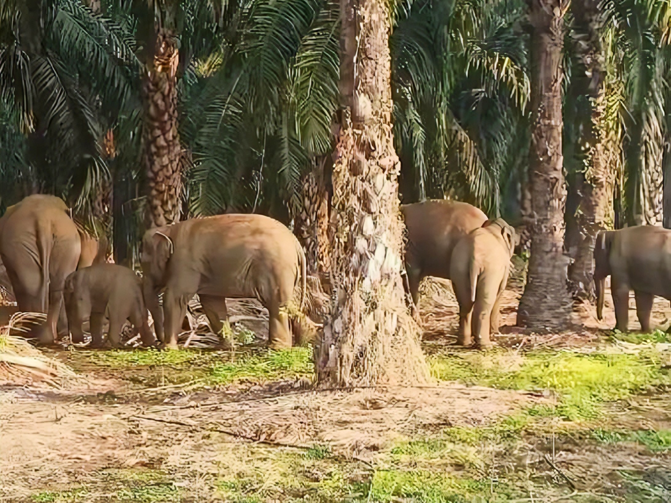 మండలంలో సంచరిస్తున్న ఏనుగుల గుంపు