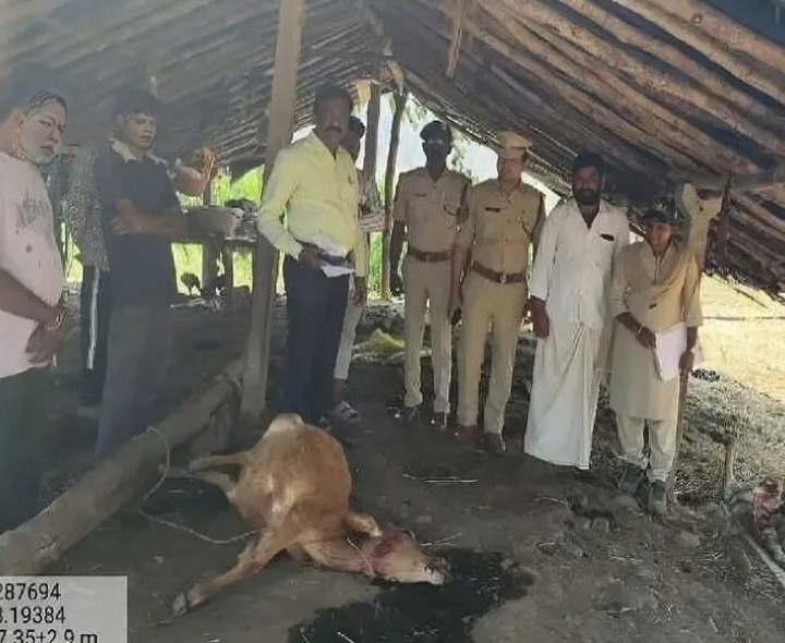 చిరుత దాడి.. లేగ దూడలు మృతి