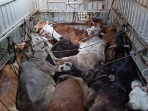 Vijay Devarakonda Malayalam movie!?