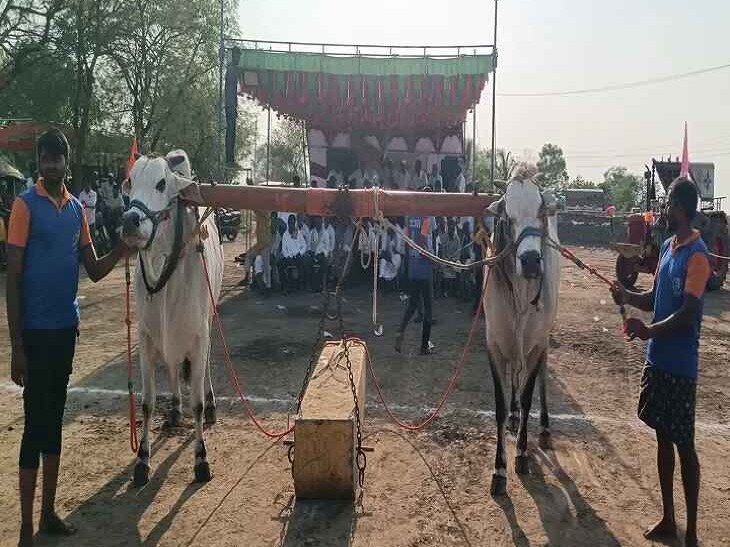 అక్కులగారిపల్లెలో ‘బండ లాగుడు’ పందేలు..!