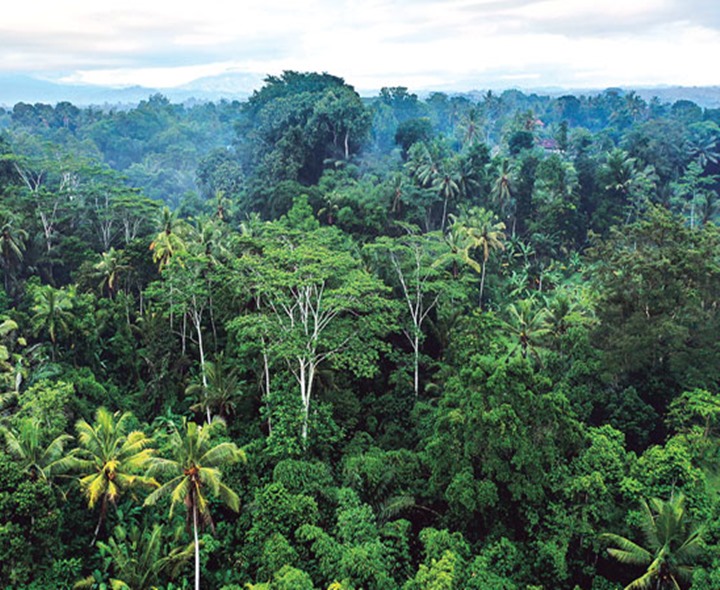 అడవుల పరిరక్షణ ప్రణాళికకు ఆమోదం