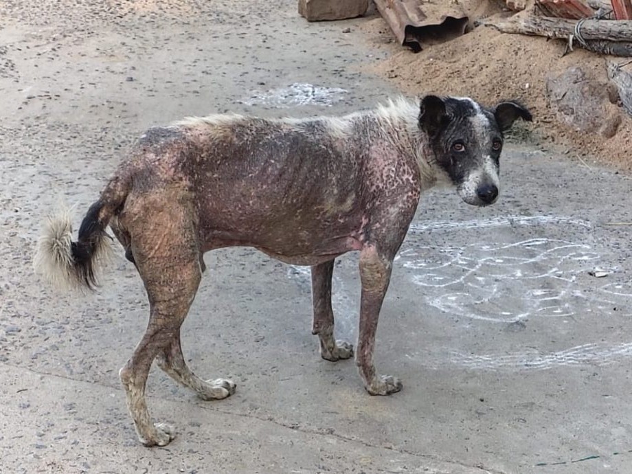 వీధి కుక్కలకు వైరస్… భయాందోళనలో గ్రామస్తులు..