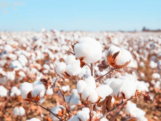 జిల్లాలో పత్తి రైతులకు శుభవార్త…!