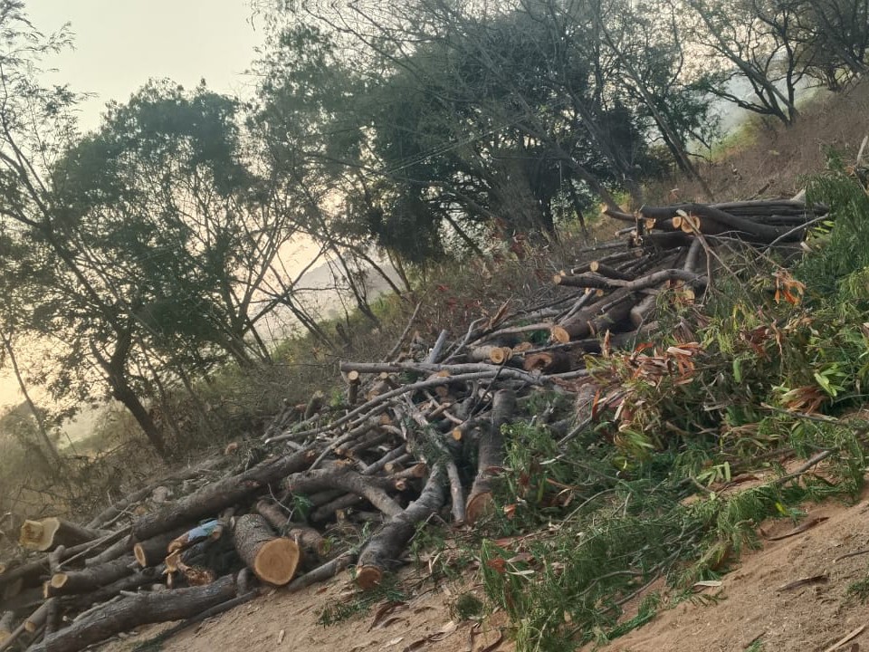 నిబంధనలకు విరుద్ధంగా చెట్ల నరికివేత