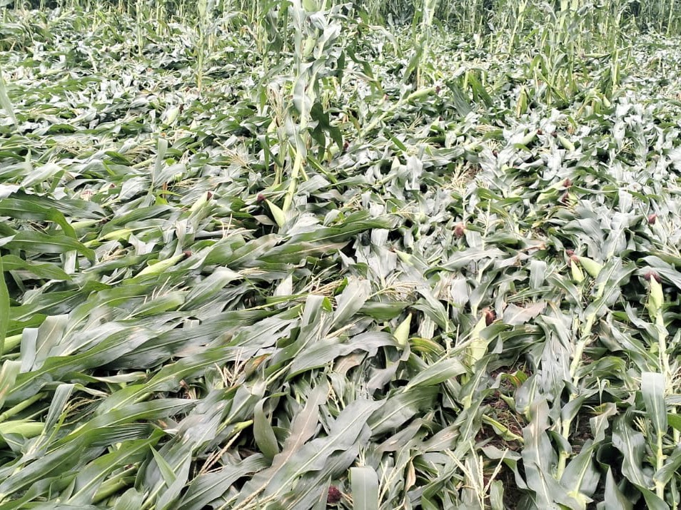 “అకాల వర్షం.. రైతులకు నష్టం”