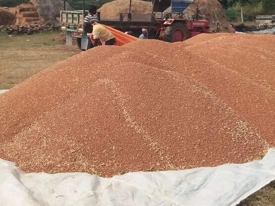 నేటి నుంచి శనగ కొనుగోలు