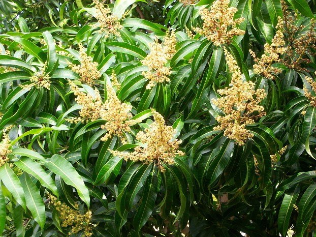 మామిడి రైతుల్లో ఆందోళన