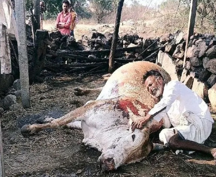 గుడిసె దగ్ధం.. ఎద్దు మృతి